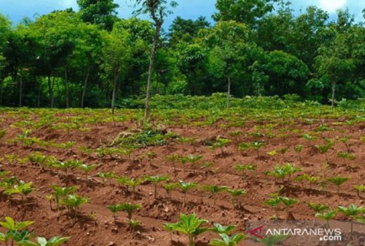 Petani Sampai Wadul ke DPRD Jatim, Berikut Fakta Harga Porang - GenPI.co JATIM