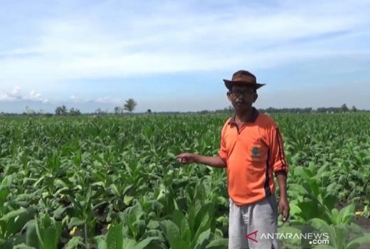 Petani Tembakau di Ngawi Bersedih, Harapan Terancam Sirna - GenPI.co JATIM