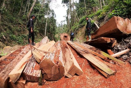 Fakta Penjualan Kayu Ilegal Mencoreng Surabaya dan Gresik - GenPI.co JATIM