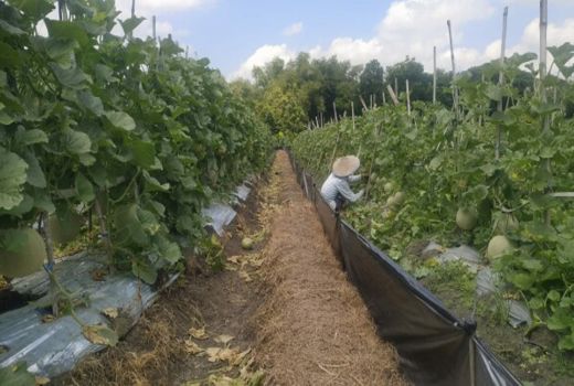 Petani Melon di Bojonegoro Sumringah, Hamdalah - GenPI.co JATIM