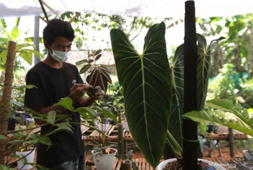 Komunitas Bunga di Banyuwangi ini Mampu Tembus Pasar Singapura - GenPI.co JATIM