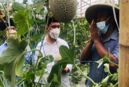 Petani Melon Curhat ke Pemkab Mojokerto, Isinya ini - GenPI.co JATIM