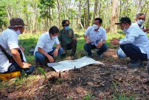 Porang dan Tebu Jadi Fokus Perhutani Jatim - GenPI.co JATIM