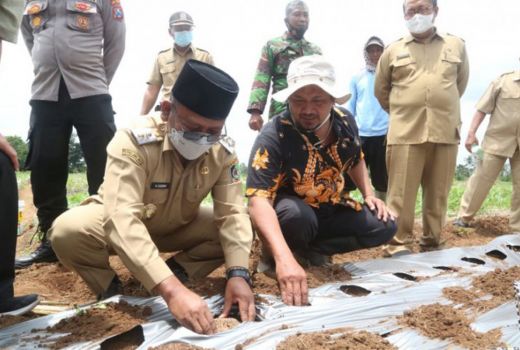 Petani Porang Banyuwangi Dapat Angin Segar, Hamdalah - GenPI.co JATIM