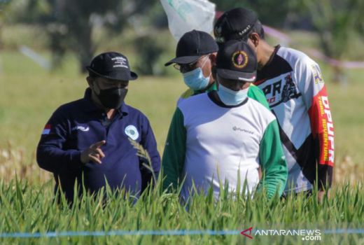 Situbondo Patenkan 2 Bibit Padi, Punya Keunggulan - GenPI.co JATIM