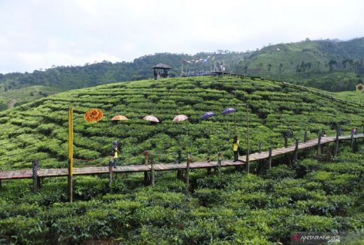 Rekomendasi 6 Kebun Teh Hits di Jawa Timur, Kece Abis! - GenPI.co JATIM