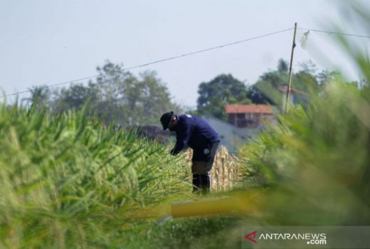 Petani Situbondo Senang Bukan Main, Ternyata ini Sebabnya - GenPI.co JATIM