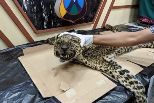 Keterlaluan, ini Akibatnya jika Nekat Jual Beli Satwa Dilindungi - GenPI.co JATIM