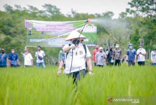 Keren! Petani Jember Ciptakan Pestisida Hayati - GenPI.co JATIM