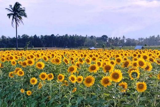 Viral Kebun Bunga Matahari di Banyuwangi, Ternyata Ada di Sini - GenPI.co JATIM
