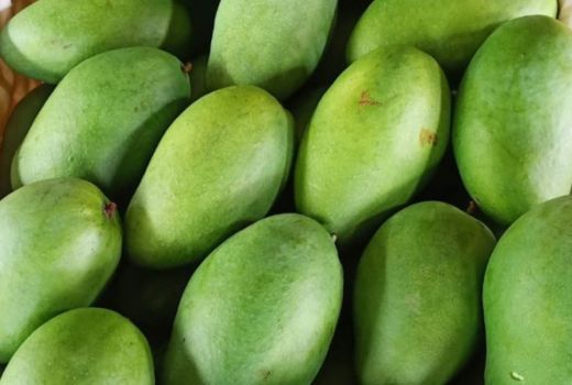 Startup Agro Ekspor Mangga ke Singapura, Jumlahnya Tak Main-main - GenPI.co JATIM