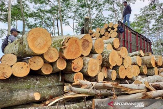 Pasar Log Kayu Tak Terpengaruh Pandemi, Naik Terus - GenPI.co JATIM