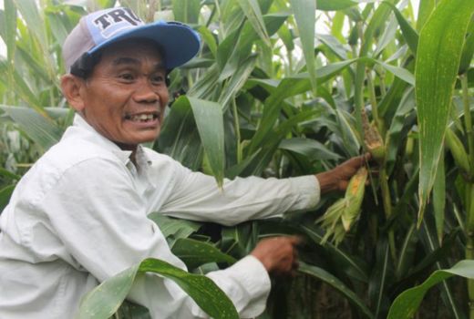 Waduh! Hama Tikus Serang Jagung Petani Tulungagung, Terancam Rugi - GenPI.co JATIM
