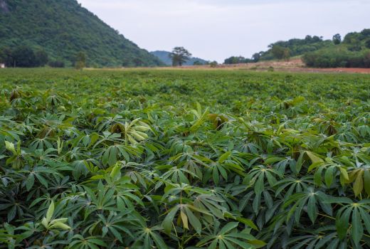Daun Singkong Punya Kasiat Ajaib, Baik untuk Radang Sendi - GenPI.co JATIM