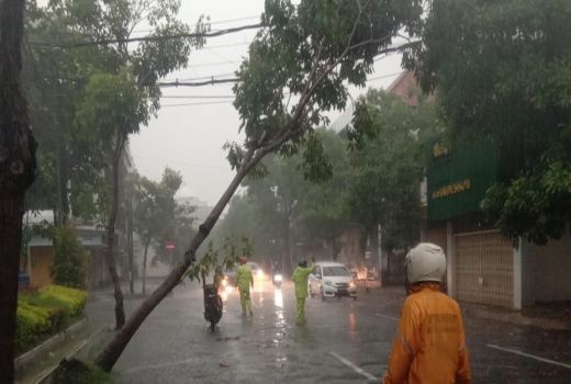 Ada Pohon Tumbang, Laporkan ke DKRTH Surabaya, Gerak Cepat - GenPI.co JATIM