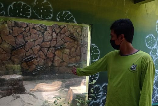 Lakukan 2 Hal Berikut, Ular Enggan Masuk ke dalam Rumah - GenPI.co JATIM