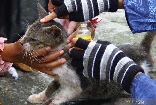 Aksi Ngawi Cats Rescue (NCR) Selamatkan Kucing Jalanan Keren - GenPI.co JATIM
