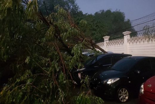 Pohon Tumbang di Surabaya, Akibat Hujan Deras - GenPI.co JATIM