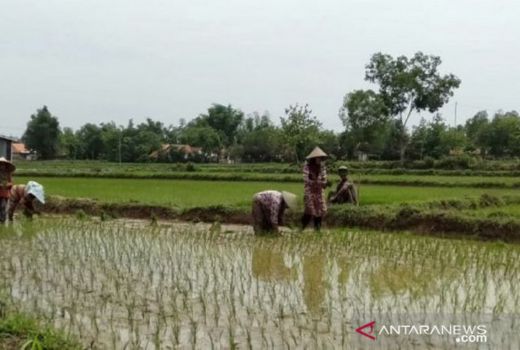 Antisipasi Penyalahgunaan Pupuk, Pemkab Sampang Punya Solusinya - GenPI.co JATIM