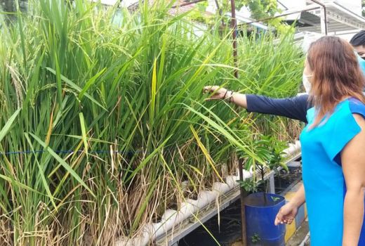 Berawal Langganan Banjir, Jadi Kampung Tematik Pertanian, Keren! - GenPI.co JATIM