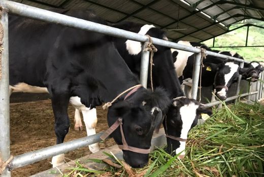 Tenang, Semua Produksi Susu Sapi Aman Kok - GenPI.co JATIM