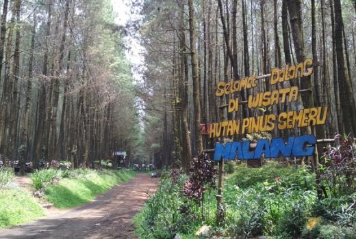 Hutan Pinus Semeru Malang, Dulu Menyeramkan Kini Memesona - GenPI.co JATIM