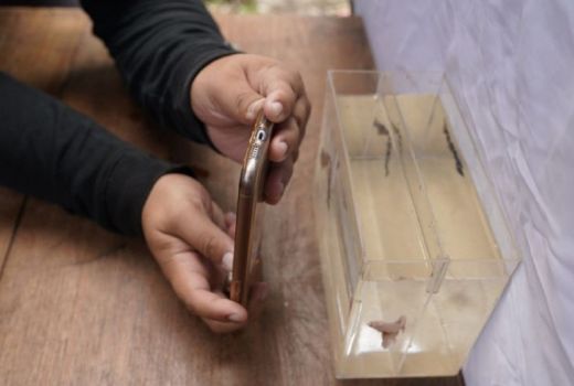 Sempat Seret, Bisnis Ikan Cupang Waluyo Kini Kebanjiran Cuan - GenPI.co JATIM