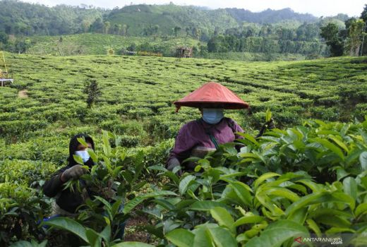 Semeru Erupsi, Produksi Teh Masih Berjalan - GenPI.co JATIM