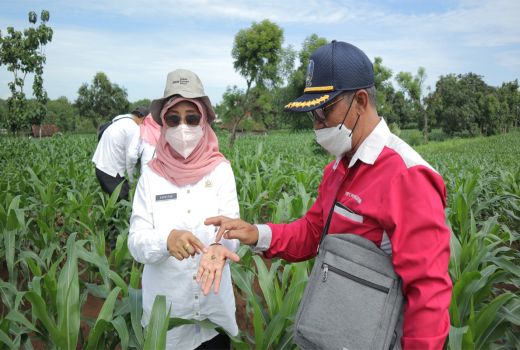 Cegah Hama Ulat, Petani Lamongan Bersama-sama Lakukan ini - GenPI.co JATIM