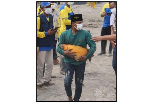 Ikan Mas Lolos Abu Panas Semeru, Khofifah: Masyaallah - GenPI.co JATIM
