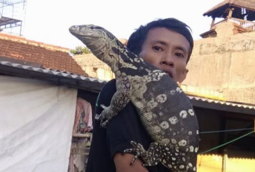 Mengenal Karakteristik Varanus Salvator, Seperti Ini Pola Hidupnya - GenPI.co JATIM