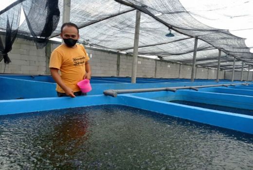 Warga Bojonegoro Hasilkan Ribuan Lele, Ada Cerita Mengharukan - GenPI.co JATIM