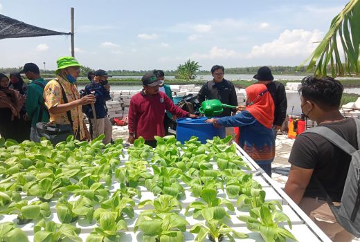 Petani Lamongan Manfaatkan Biourin, Mampu Jaga Kesuburan Tanah - GenPI.co JATIM