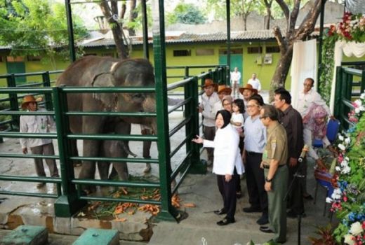 Pascakematian Dumbo, KBS Surabaya Tutup Akses ke Kandang Gajah - GenPI.co JATIM