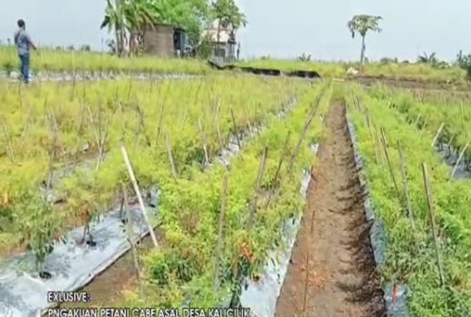 Jelang Nataru Petani Cabai di Bojonegoro Tersenyum, ini Sebabnya - GenPI.co JATIM