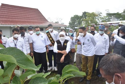 Pengalaman Gubernur Jatim Sering Tanam Pohon, Namun Rusak - GenPI.co JATIM