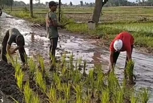 Viral Warga di Jember Tanam Padi dan Pohon Pisang di Jalan - GenPI.co JATIM