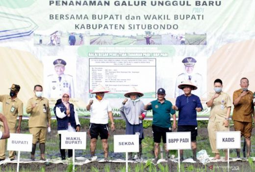 Pemkab Situbondo Kembangkan Bibit Padi Baru, Varietas Unggulan - GenPI.co JATIM