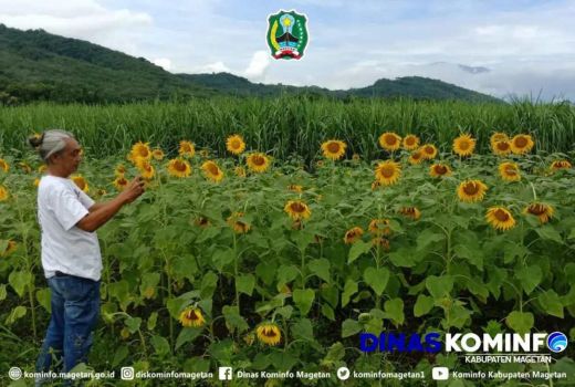 Petani Magetan ini Sukses Budi Daya Bunga Matahari, Indahnya - GenPI.co JATIM