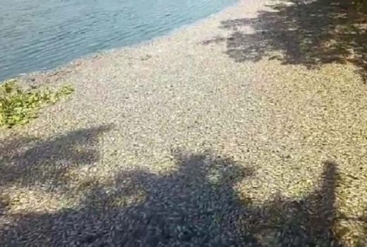 Ikan di Waduk Sier Mendadak Mati, DLH Surabaya Tunggu Hasil Lab - GenPI.co JATIM