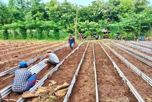 Komunitas petani di Sumenep Mulai Budi Daya vanili - GenPI.co JATIM