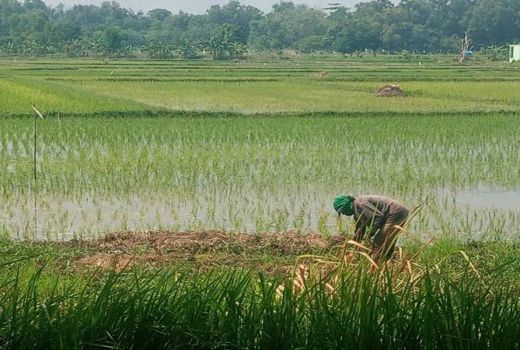 Pemkab Bangkalan Wajibkan Petani Punya Kartu Tani, ini Tujuannya - GenPI.co JATIM