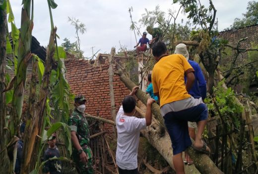 Hujan Deras di Kabupaten Malang, Pohon Tumbang Menimpa 3 Rumah - GenPI.co JATIM