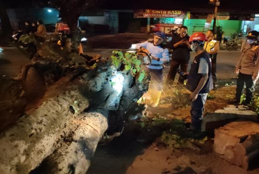 Hujan Lebat di Kabupaten Malang Akibatkan Pohon Tumbang - GenPI.co JATIM