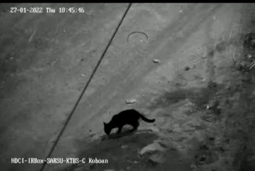 Macan Kumbang Terekam CCTV, Cari Makan di Gunung Semeru - GenPI.co JATIM