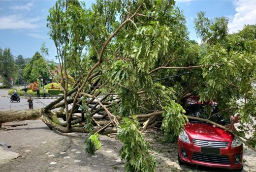 Angin Kencang Tumbangkan Pohon di Kota Malang, Timpa 1 Mobil - GenPI.co JATIM