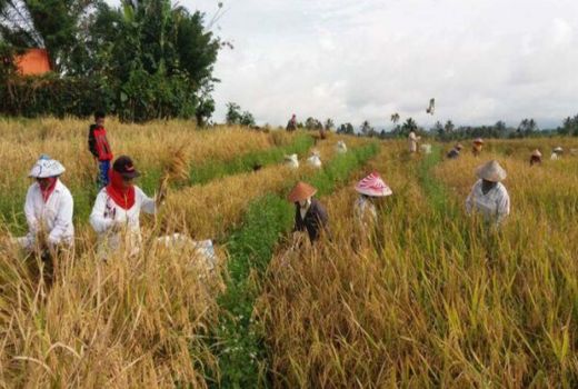 Panen Raya di Bojonegoro, Petani Menangis, Ini Penyebabnya - GenPI.co JATIM