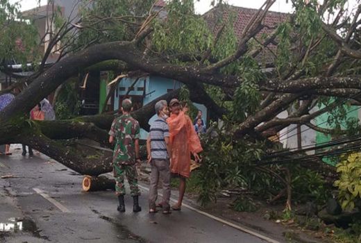 Hujan Disertai Angin Kencang di Kepanjen, 10 Pohon Tumbang - GenPI.co JATIM