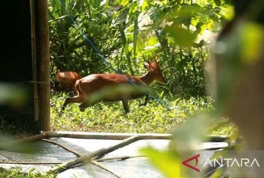 Populasi Kijang di Taman Nasional Meru Jember Bertambah 12 Ekor - GenPI.co JATIM