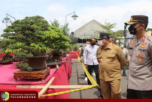Kontes Bonsai di Tulungagung, Datangkan Cuan - GenPI.co JATIM